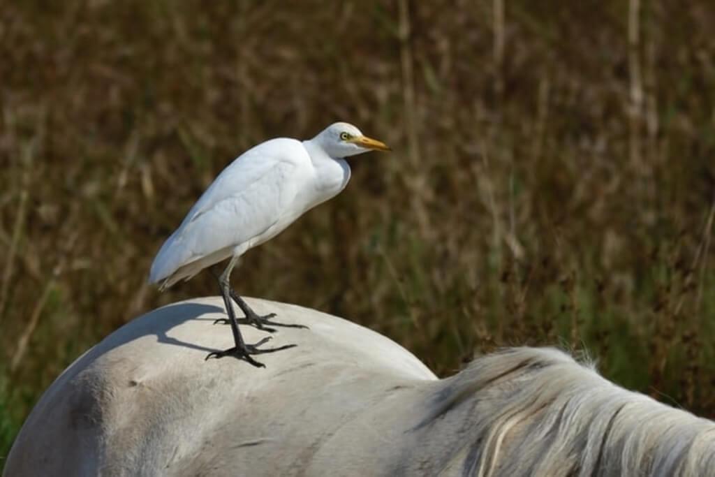 Cattle Egret