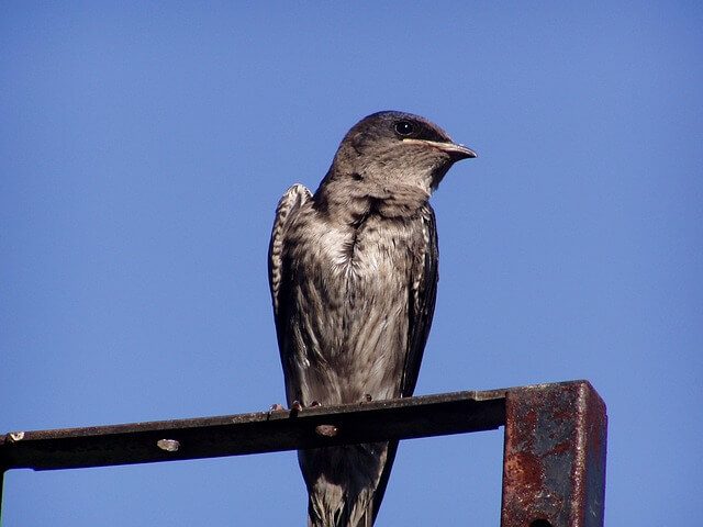 A young purple martin perched on a steel bar.
