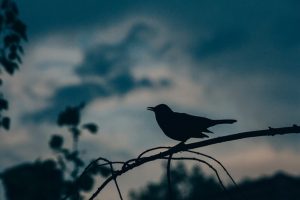 12 Birds That Can See In The Dark: A Must-See Collection! | Learn Bird