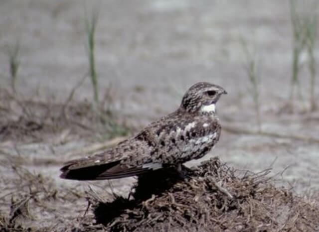 Common Nighthawk