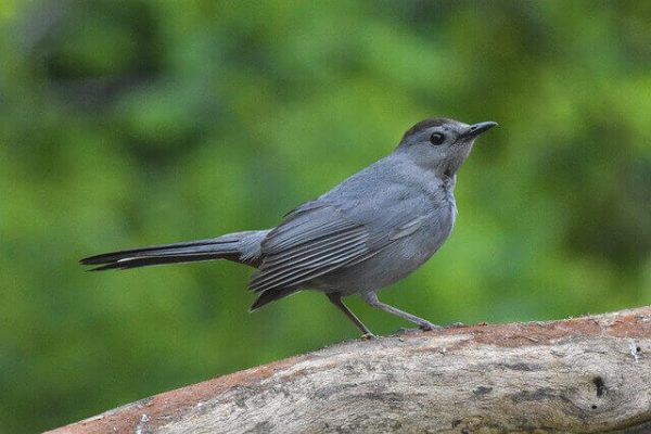 15 Birds That Sound Like Car Alarms and Why They Do It