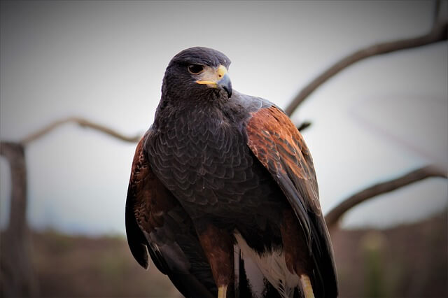 harris hawk