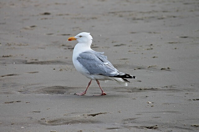 Herring gull on beach