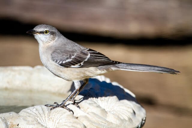 A Northern Mockingbird perched on the edge of a bird bath.