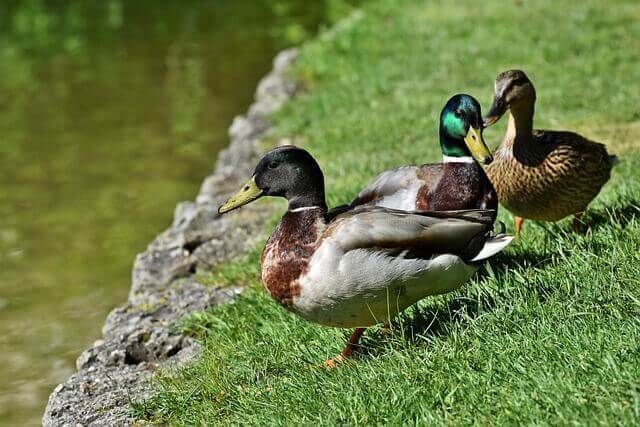 Mallard Ducks