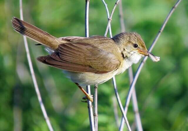 A Marsh Warbler​​​​​​ perched on a branch, gathering materials to build a nest.