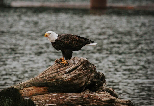 A bald eagle perched on a dead tree.