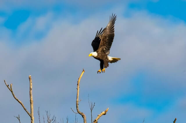 A bald eagle landing on a tree branch.