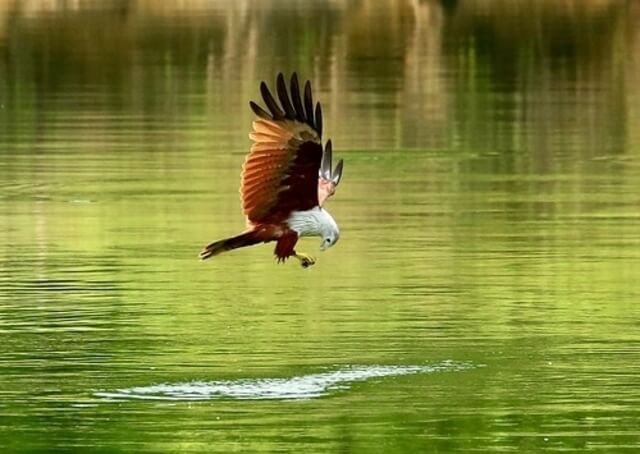 red hawk