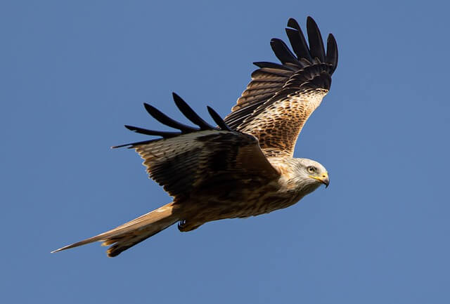 Red Kite