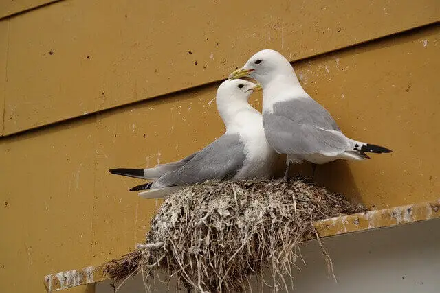 Seagulls in nest