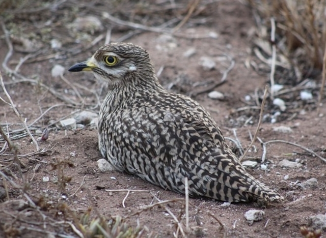 Stone-curlew