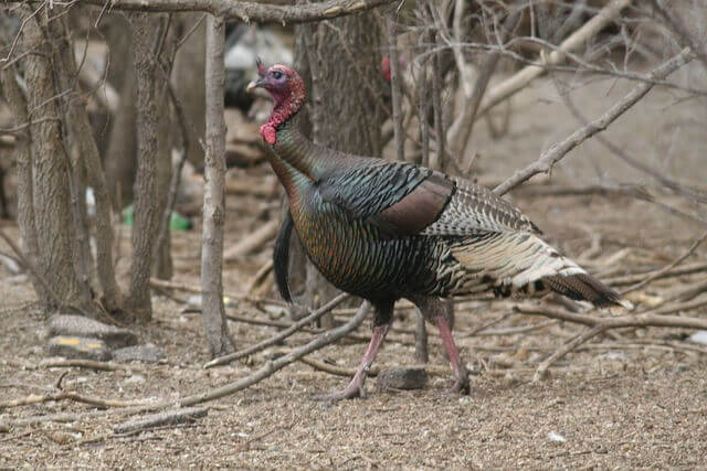 Wild Turkey