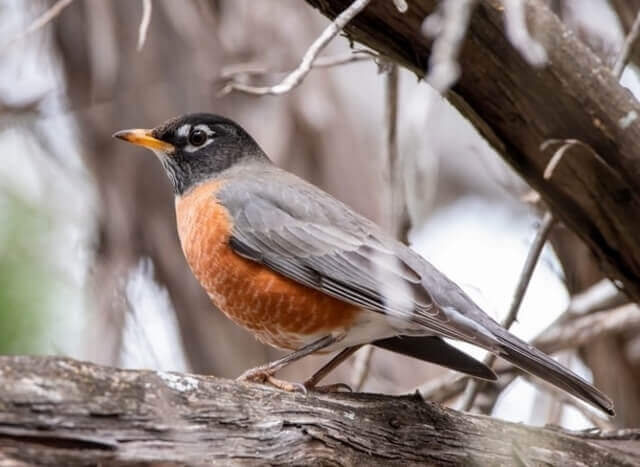 An American Robin perched in a tree.