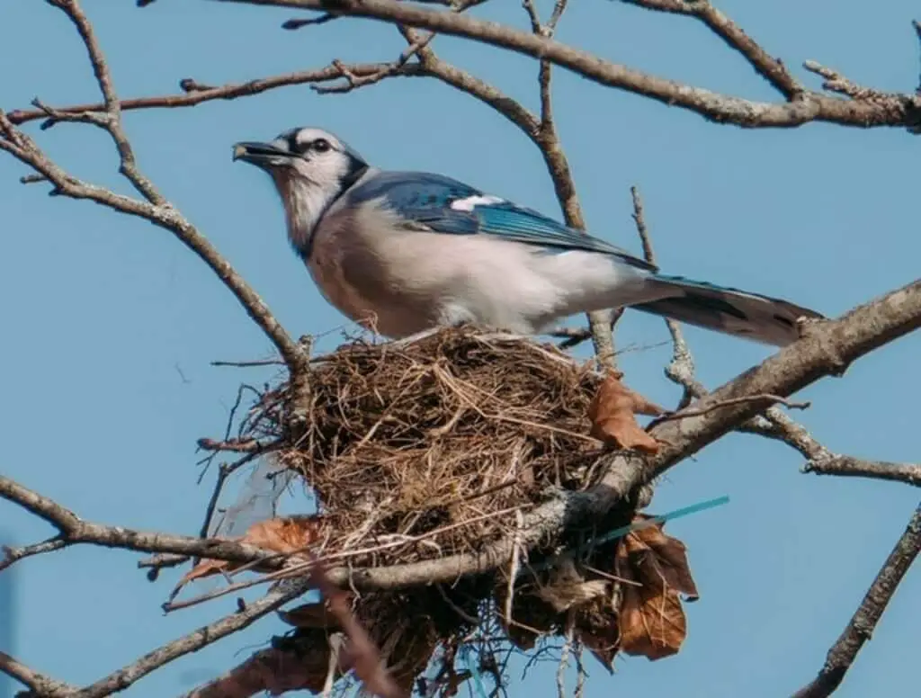 Blue Jay raiding nest