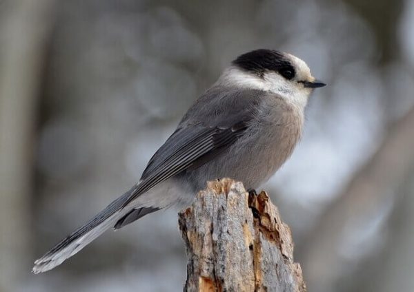 12 Birds That Eat Other Birds Eggs (A Complete Guide!)