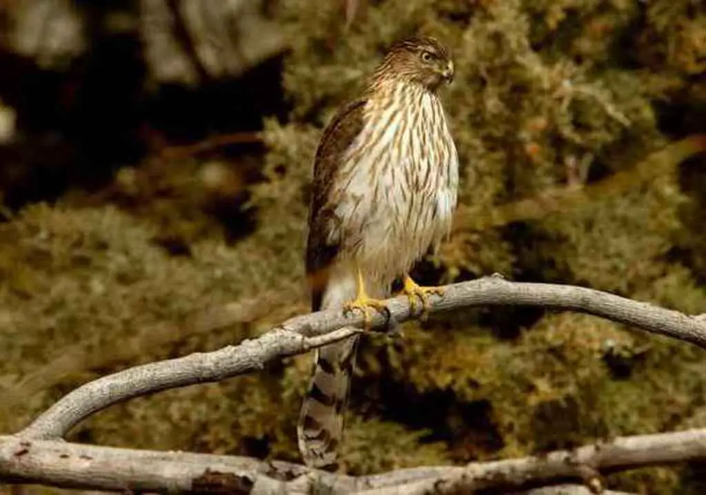 A Coopers Hawk perched on a tree branch.