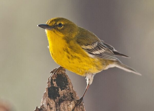 20 Birds That Eat Dogwood Berries: The Ultimate Guide! | Learn Bird ...