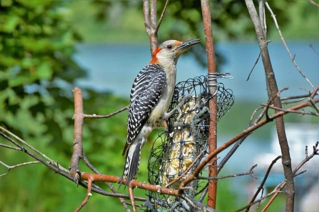 Red-bellied-Woodpecker eating suet-2