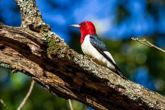 Red-headed Woodpecker 