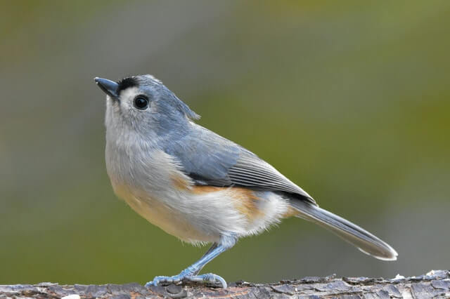A tufted titmouse perched on a tree.