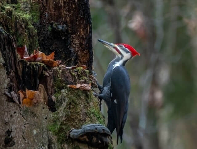 Pileated Woodpecker