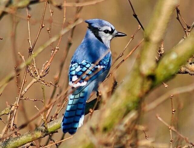 Blue Jay perched on tree