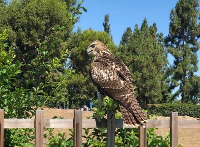 Cooper's Hawk perched on fence post