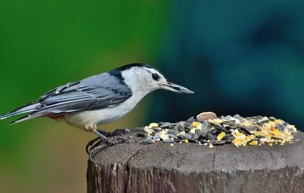 White-breasted Nuthatch