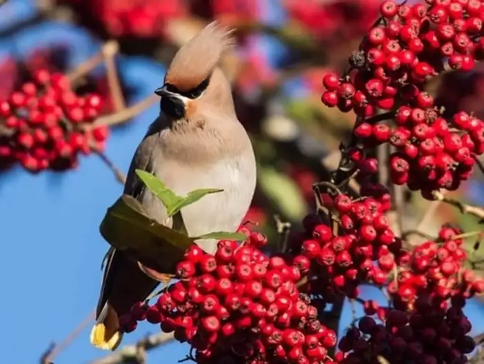 what animals eat dogwood trees