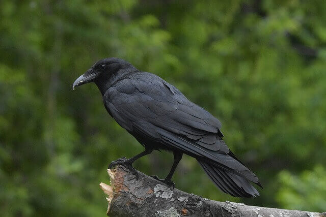 american crow