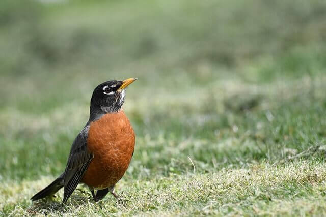 An American Robin foraging on the grass.