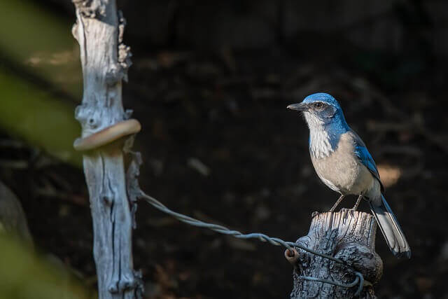 California scrub-jay