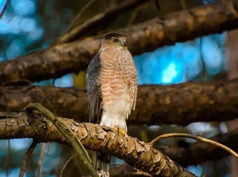 20 Cooper's Hawk Fun Facts (with Photos & Information) | Learn Bird ...