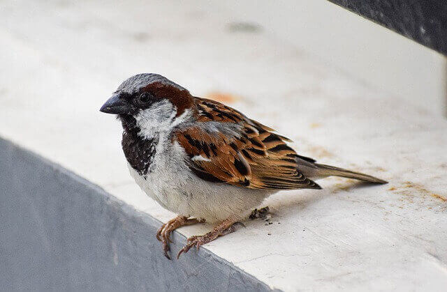 A male house sparrow perched on a wall.