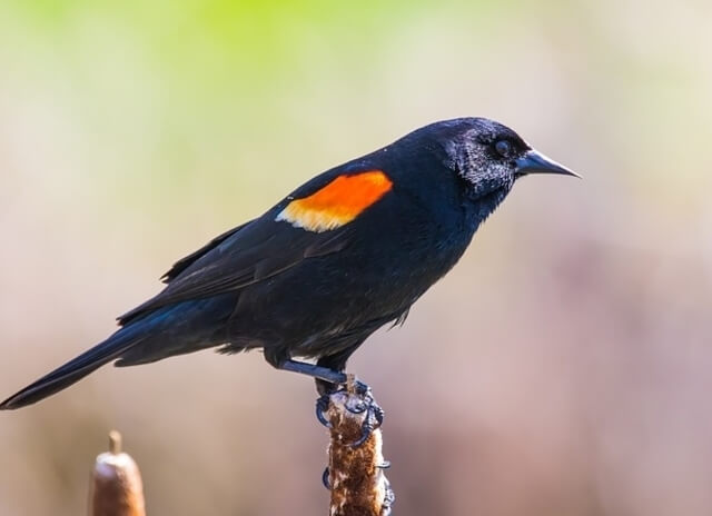 A red-winged blackbird perched on a post.