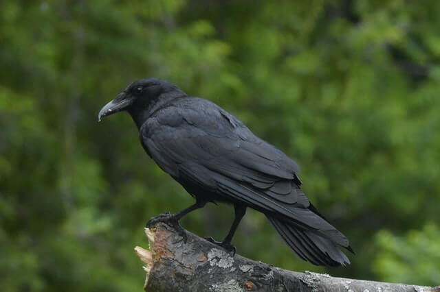 American Crow perched on log