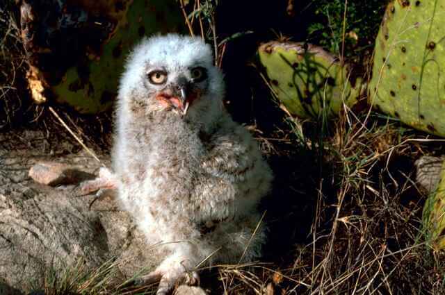 Great-Horned-Owlet