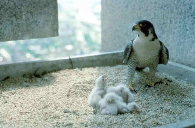 Peregrine falcon chicks