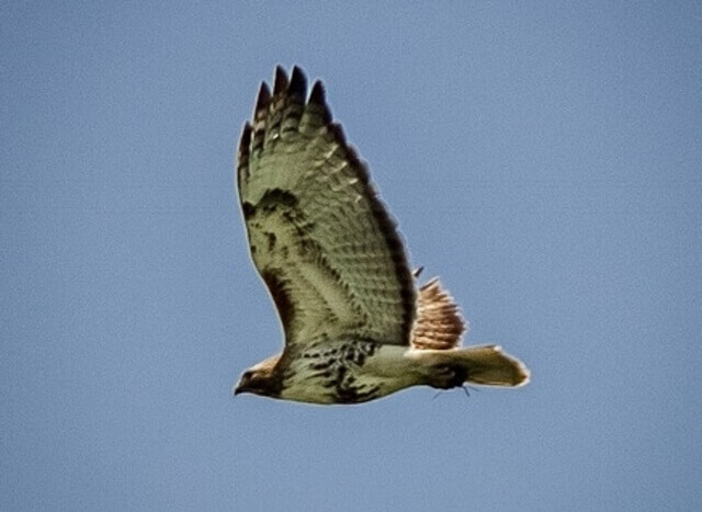 Prairie Falcon soaring in the sky