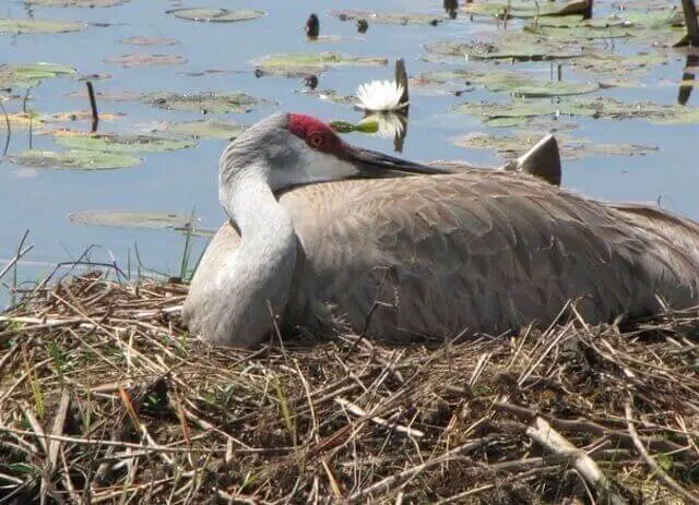Sandhill Crane nesting
