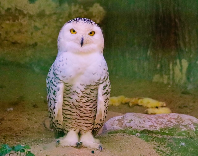 Snowy Owl​​​​​​​