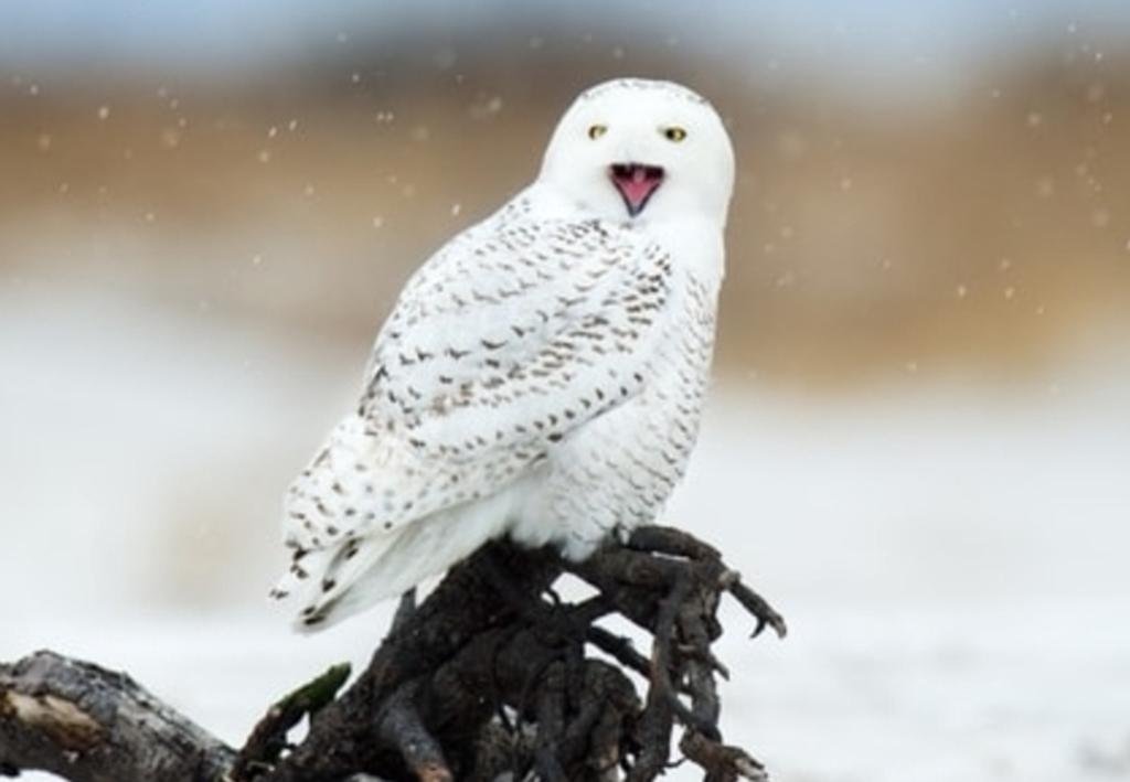 snowy owl