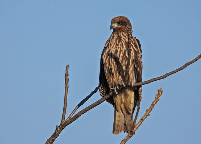 A Black Kite perched in a tree.