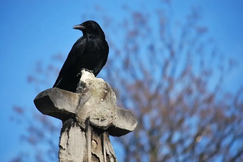 crow on a tombstone