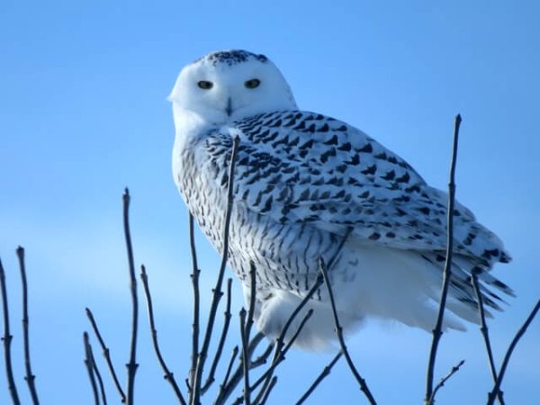 Bizarre Fun Facts About Snowy Owls (With Arctic Photos)