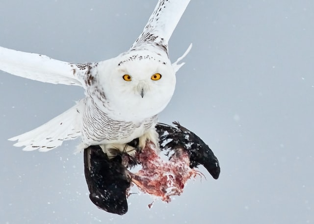 snowy owl with a carcass