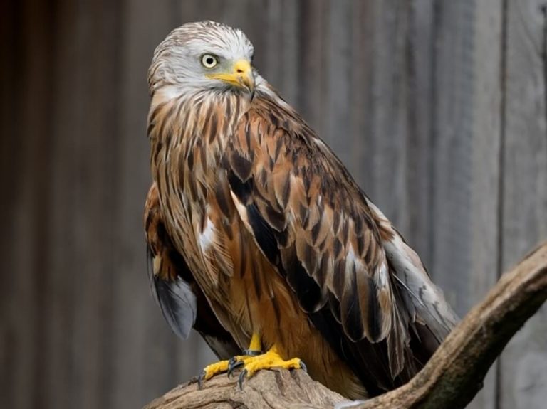 65 Fascinating Facts About Red Kites: Dive Into Nature!