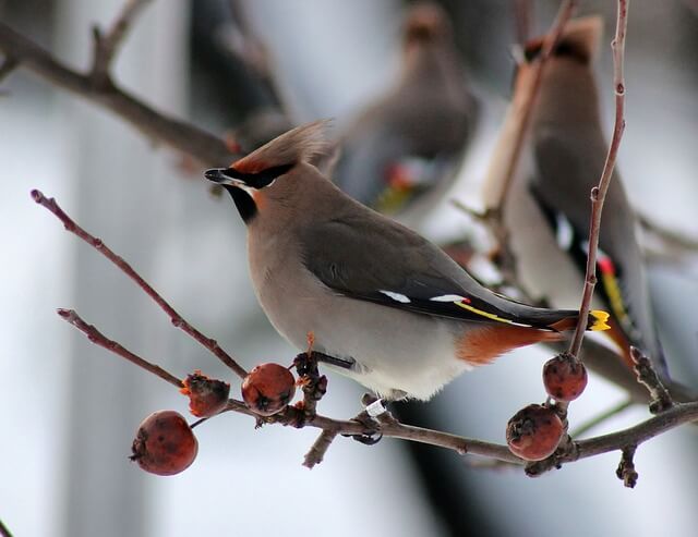 Bohemian Waxwing eating crab apples from a tree in winter.