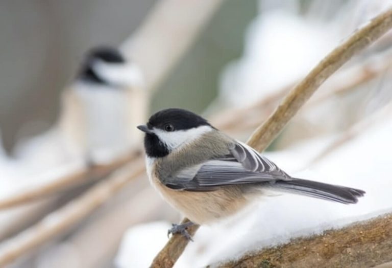 12-birds-that-live-in-cold-climates-discover-them-now-learn-bird